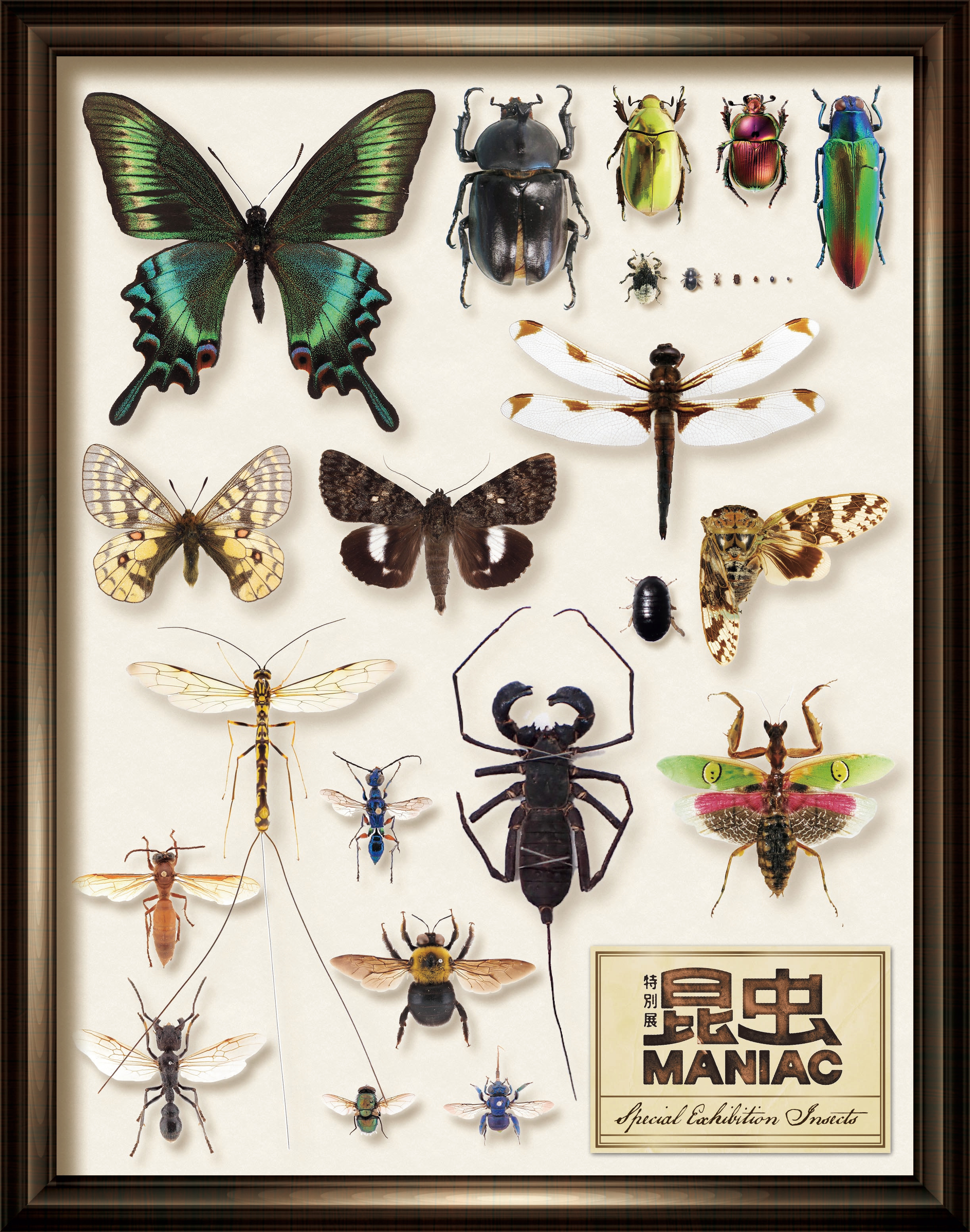 特別展「昆虫 MANIAC」グッズ情報！ マニアックなグッズが目白押し