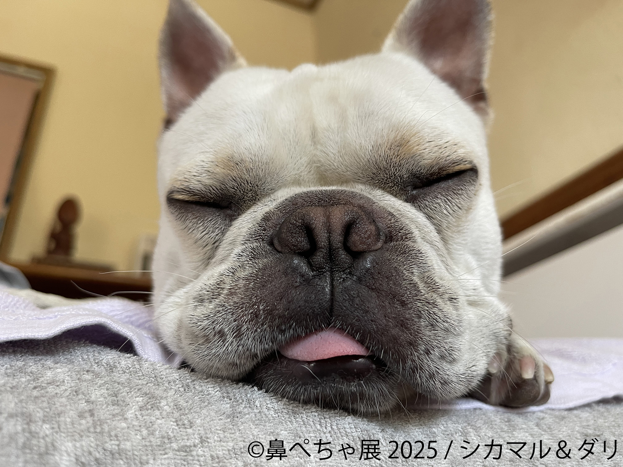 祝10周年！パグ・シーズーなど“ぶひカワ犬”作品大集結♪ 大人気