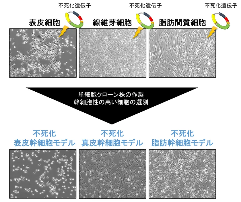 長期間安定的に培養可能な皮膚幹細胞モデルを樹立 ～皮膚科学分野や