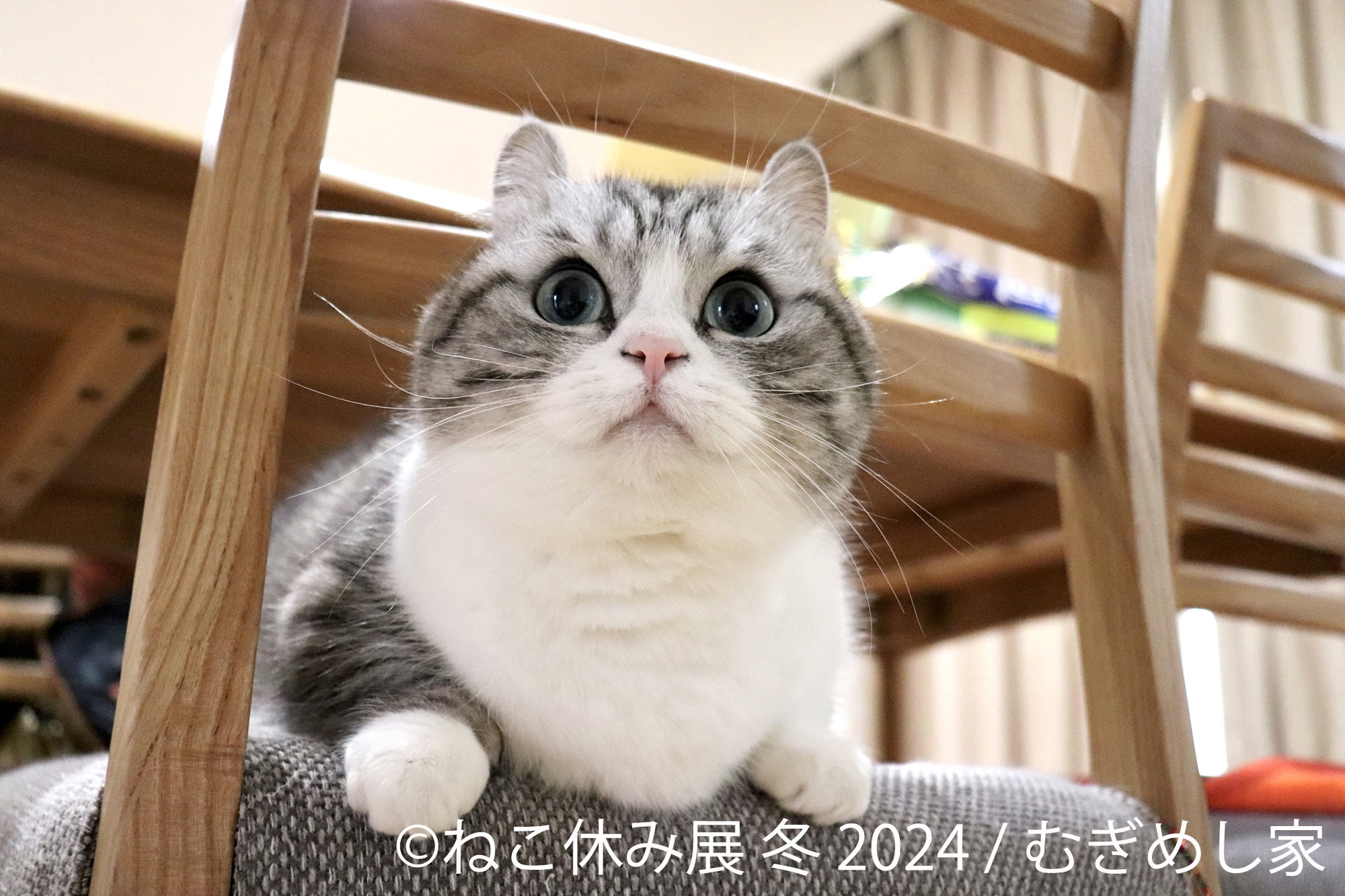 新たなスター猫登場！2024年“ねこまみれ”の空間で新年スタート 「ねこ