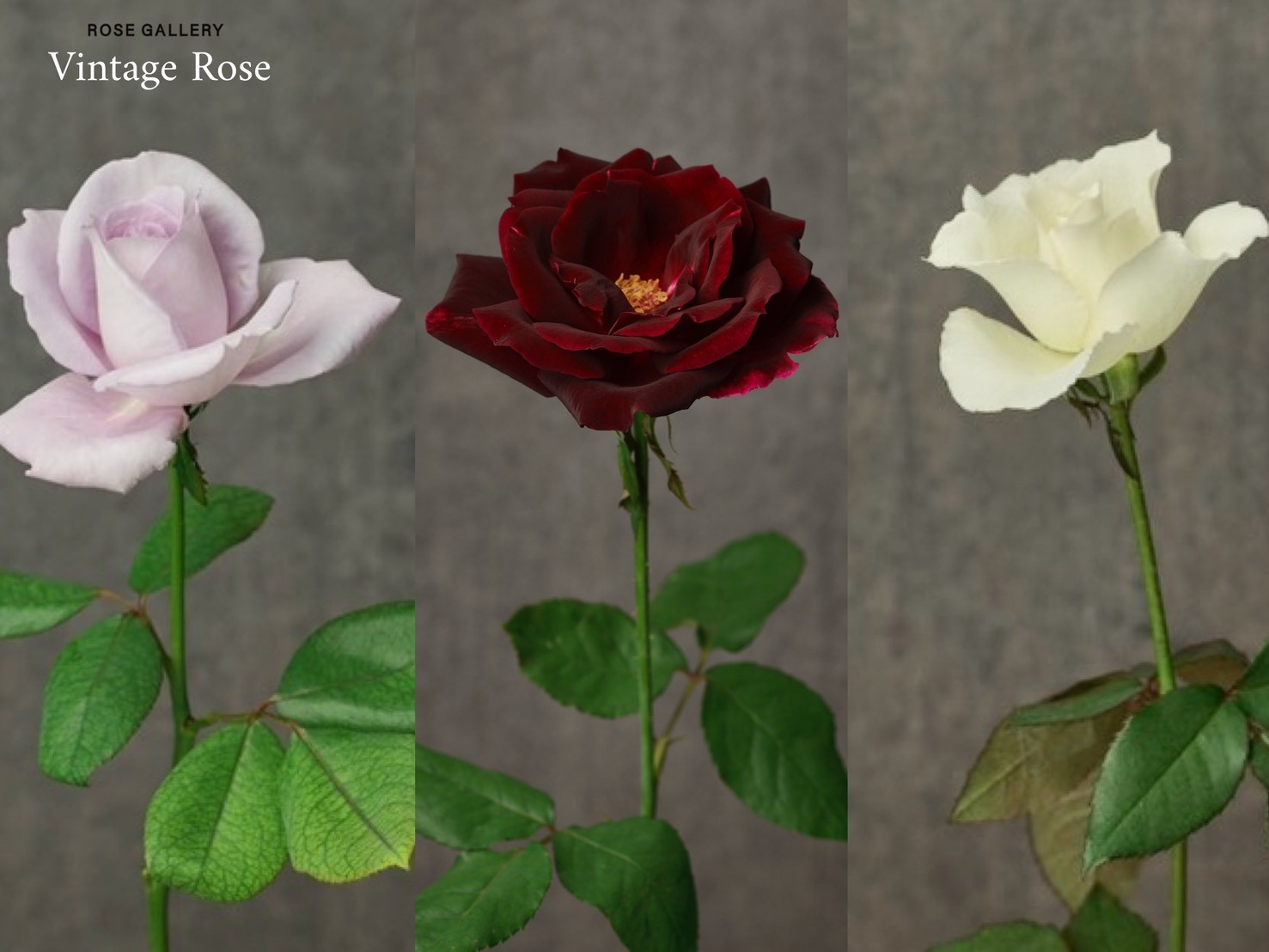 期間限定】2025秋、バラ専門店より伝説のバラ『ヴィンテージローズ』が