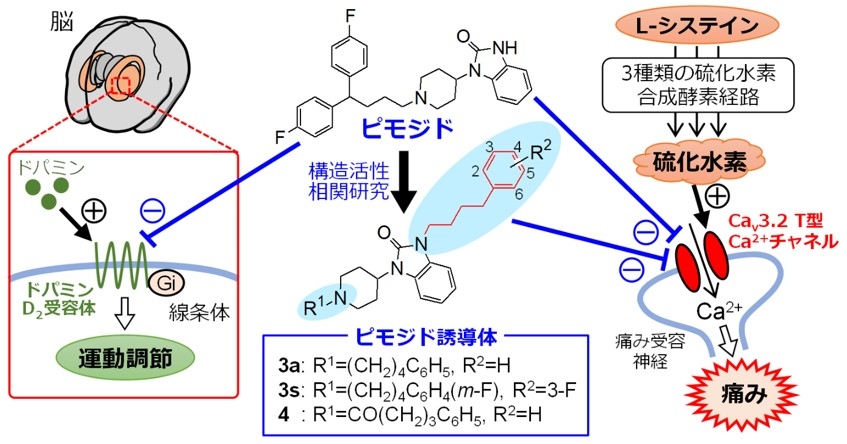 定型抗精神病薬「ピモジド」の化学修飾により新規難治性疼痛治療薬