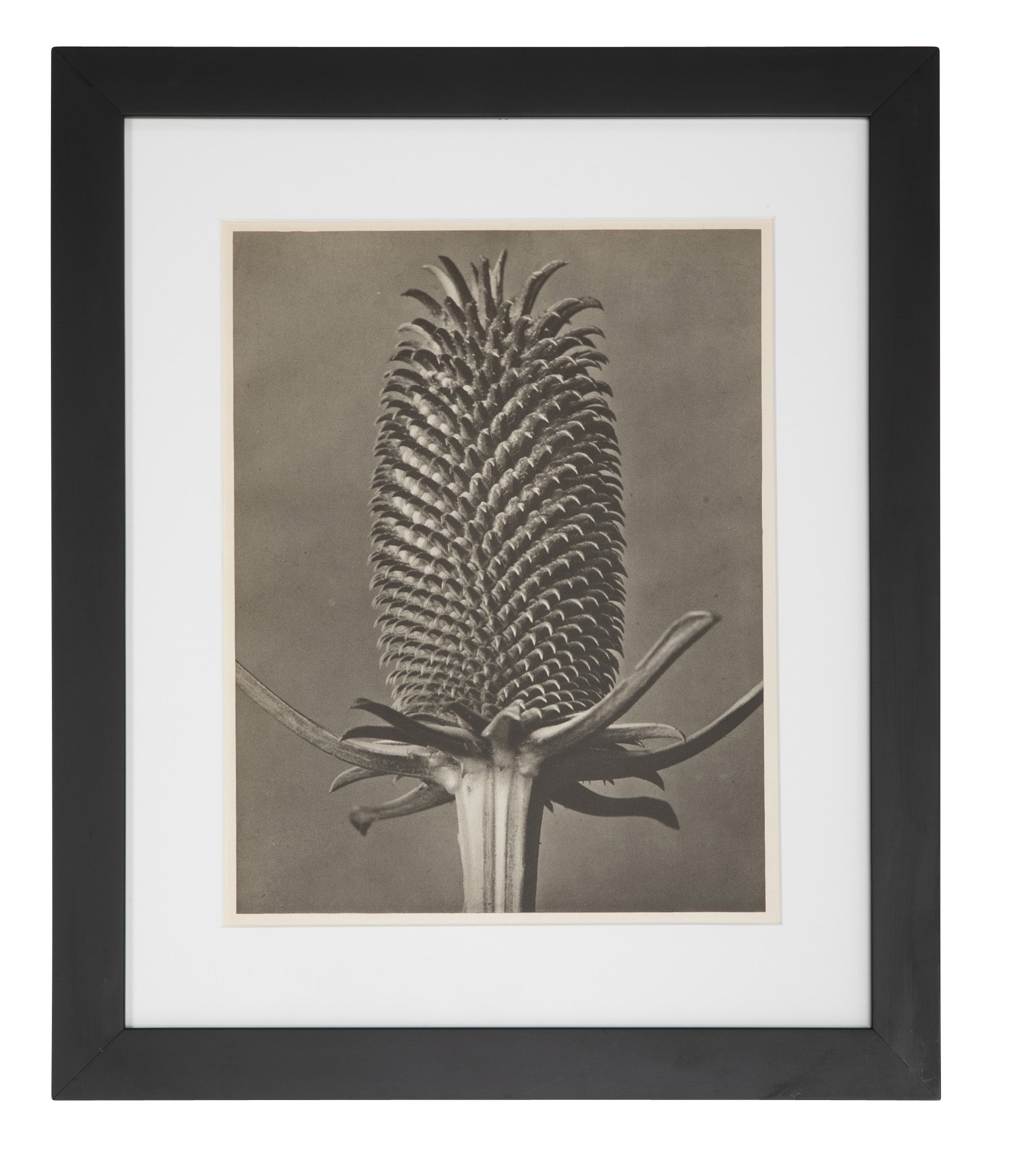 12 Botanical Photogravures by Karl Blossfeldt, Berlin, 1932