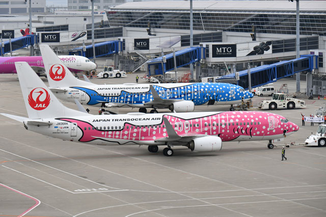 JTA、中部－石垣9年ぶり再開 “さくらジンベエ”で初便