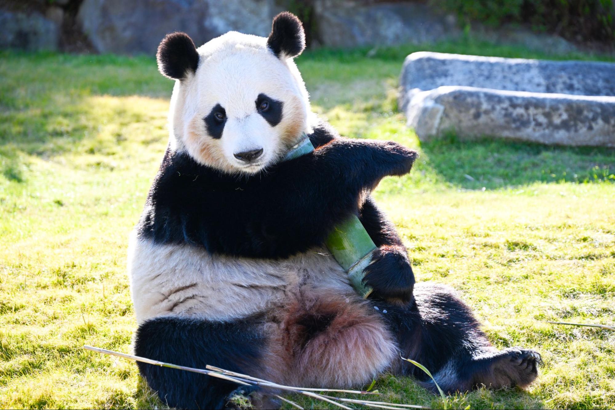 ジャイアントパンダ4頭 「良浜」「結浜」「彩浜」「楓浜」がまもなく