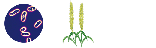 ピュアコールマスク＜シート状美容液＞｜製品のご案内｜アザレ化粧品