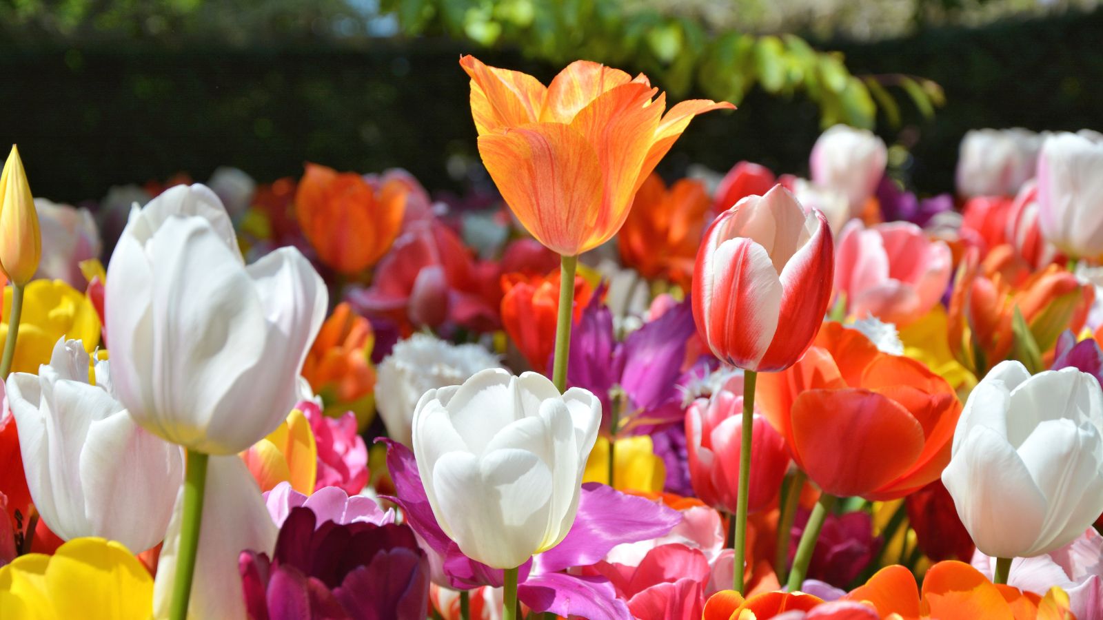 15 Beautiful Tulip Varieties for Your Garden