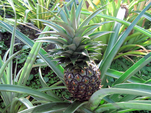パイナップル (Ananas comosus)
