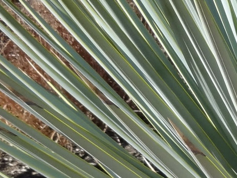 ユッカ・リギダ (Yucca rigida)