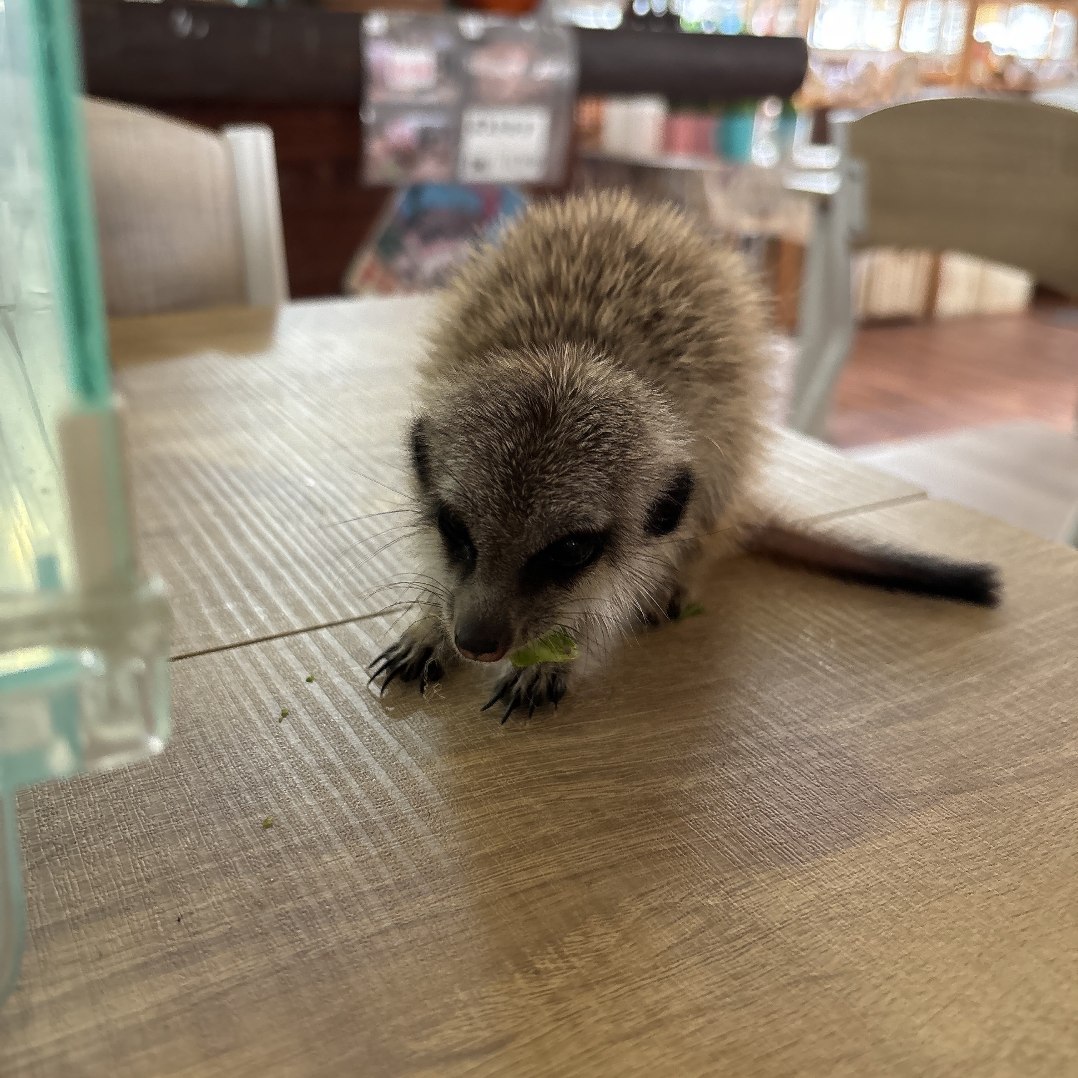ミーアキャットの成長は早い！ - 長野県佐久市｜乗馬と乗馬馬の販売は