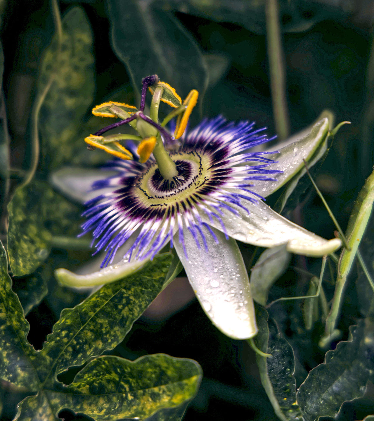 New York Spring Fling With Swarovski® Crystals | Bond No. 9 New York