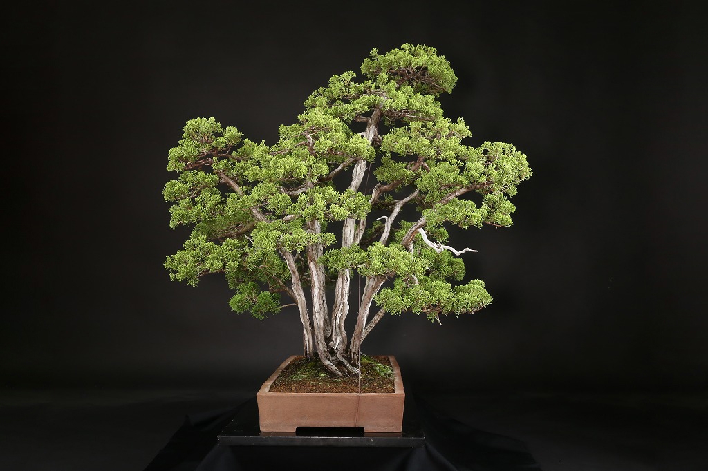 真柏寄植 約60年 | 雨竹亭オンラインショップ