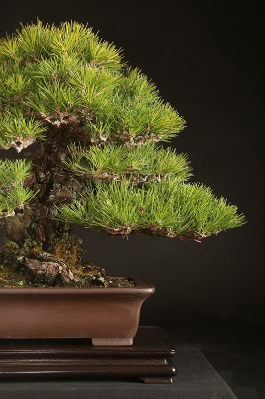 黒松 約80年 | 雨竹亭オンラインショップ