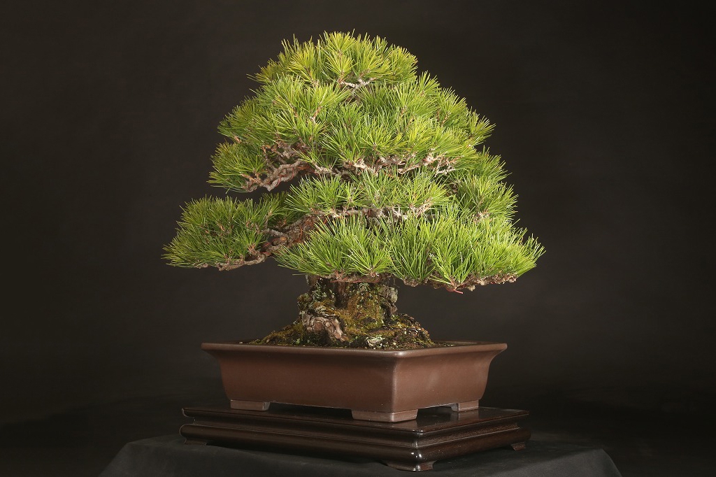 黒松 約80年 | 雨竹亭オンラインショップ