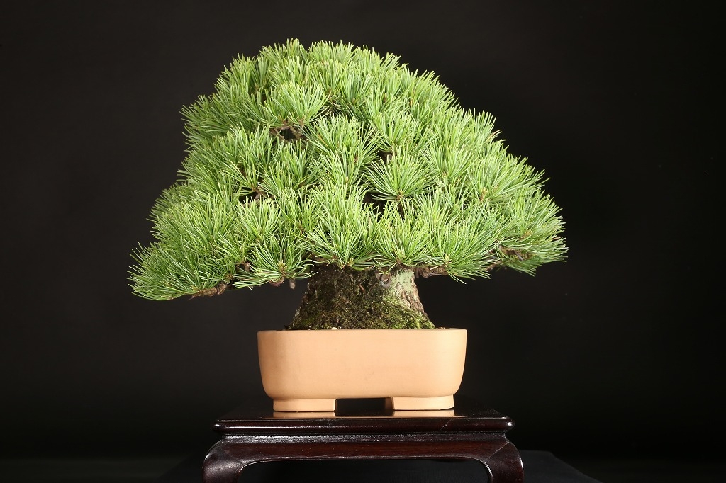 kouichi ページ 五葉松3点 mqdefault.jpg