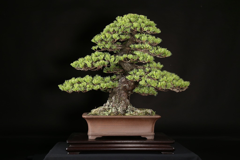 那須五葉松 約100年 | 雨竹亭オンラインショップ