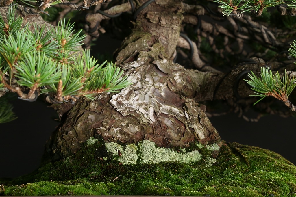 五葉松（瑞祥）約50年 | 雨竹亭オンラインショップ