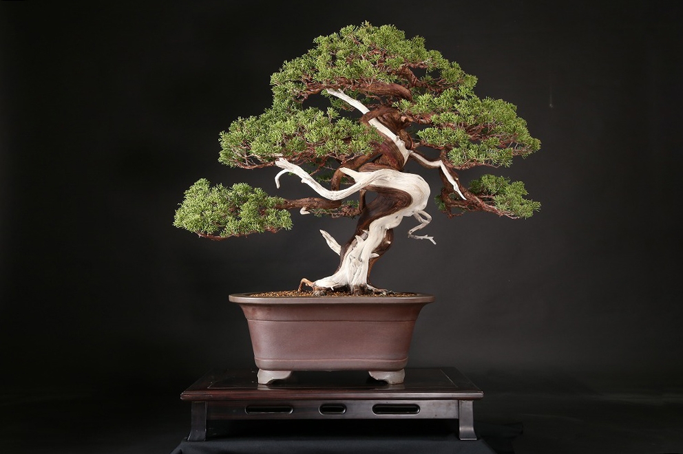 真柏 約80年 | 雨竹亭オンラインショップ