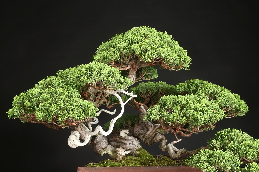 し*ほ様 フォロワー300人記念オークション 真柏 葉性抜群 小品盆栽