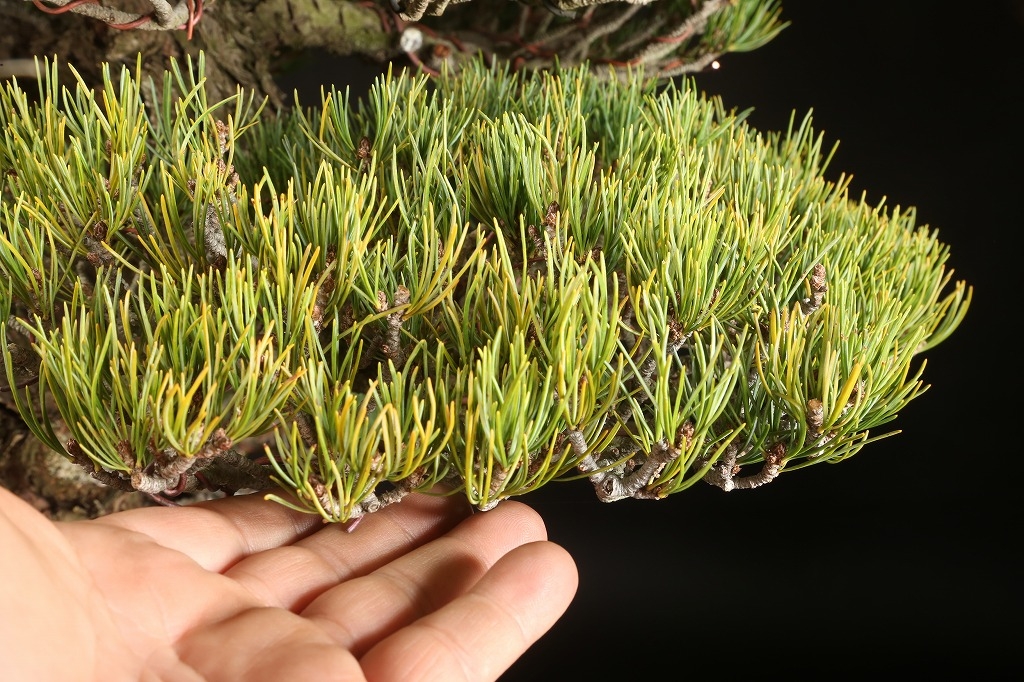 五葉松（大阪松）約80年 | 雨竹亭オンラインショップ