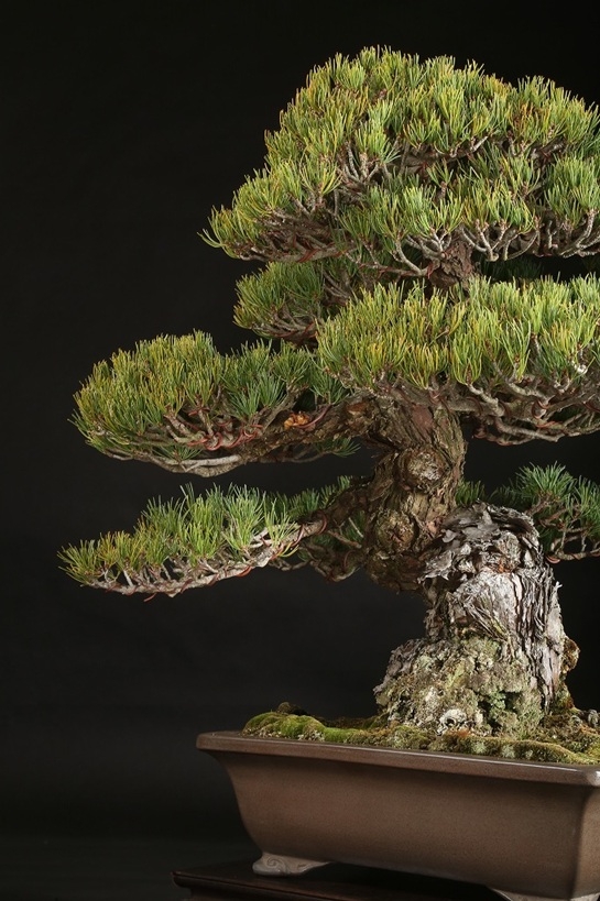 五葉松（大阪松）約80年 | 雨竹亭オンラインショップ