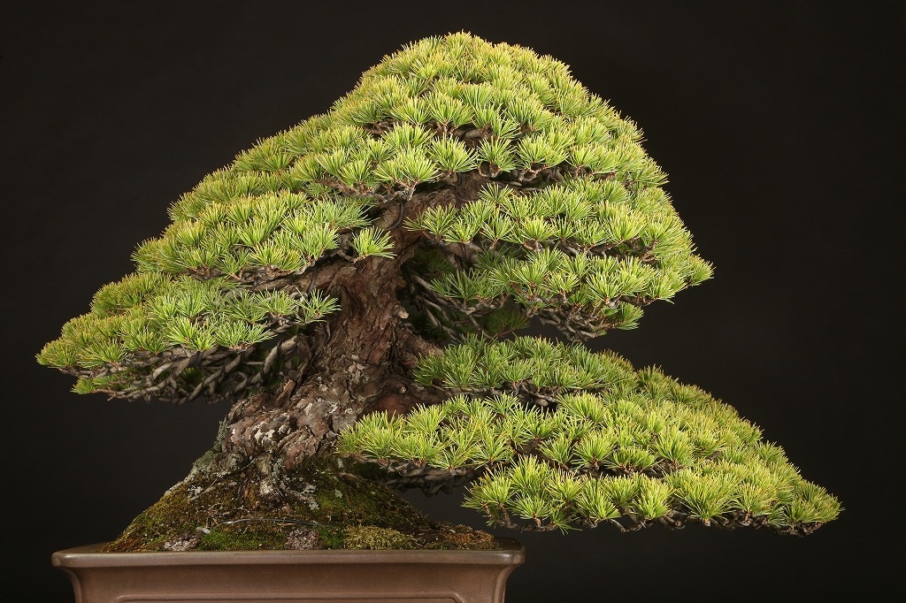 kouichi ページ 五葉松3点 mqdefault.jpg