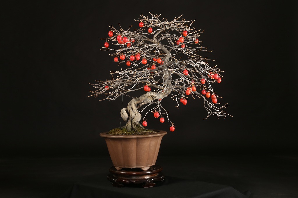 老爺柿 約70年 | 雨竹亭オンラインショップ