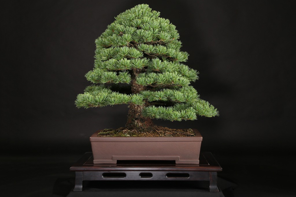 那須五葉松 約100年 | 雨竹亭オンラインショップ