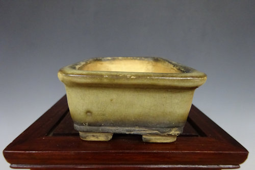 白交趾 鉢 【 22 H ― 17 】 - 小品盆栽専門店 湘風園オンライン