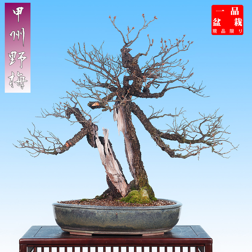 甲州野梅 | 盆栽、盆栽書籍、盆栽鉢の通販│近代出版