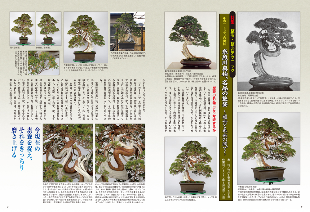 月刊「近代盆栽」2020年10月号 | 盆栽、盆栽書籍、盆栽鉢の通販│近代出版