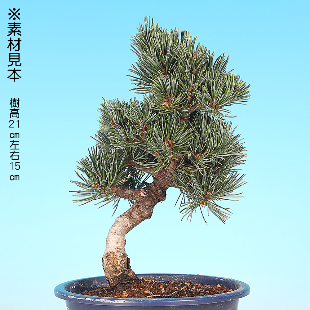 五葉松〔福娘〕 | 盆栽、盆栽書籍、盆栽鉢の通販│近代出版