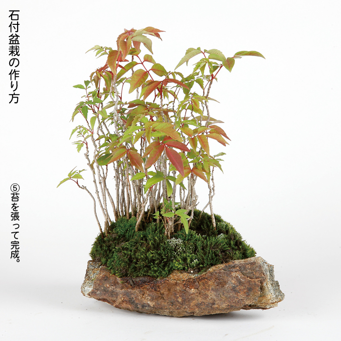 み148）自然石、平石 盆栽鉢 料理の盛り付け み148）自然石、平石盆栽