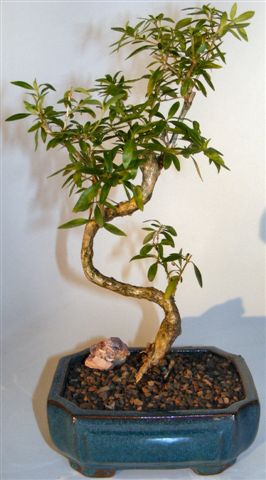 Chinese Flowering White Serissa - Small Tree of a Thousand Stars