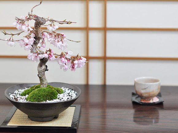 服部 盆栽鉢 赤茶 服部 盆栽鉢 赤茶 服部 盆栽鉢 赤茶 楽天市場