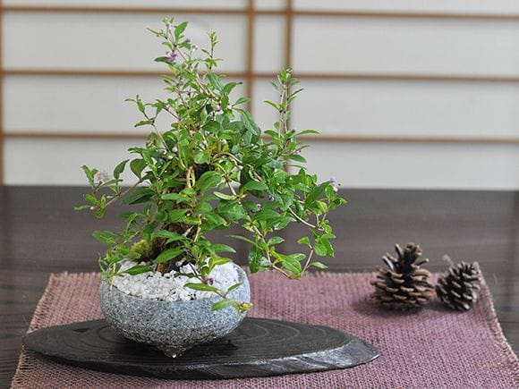 楽風 富貴蘭鉢【3.5号】【盆栽鉢】【信楽焼】の盆栽鉢を販売｜盆栽妙