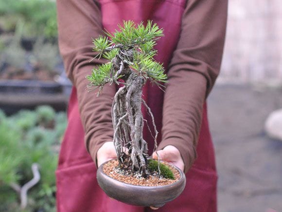 根上がりの黒松盆栽の盆栽を販売｜入門は盆栽妙 – 盆栽妙 本店