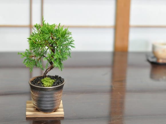 ミニ糸魚川真柏の盆栽を販売｜盆栽妙 – 盆栽妙 本店