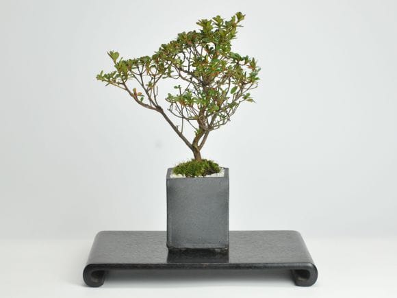 さつき 深山満月の盆栽を販売｜盆栽妙 – 盆栽妙 本店