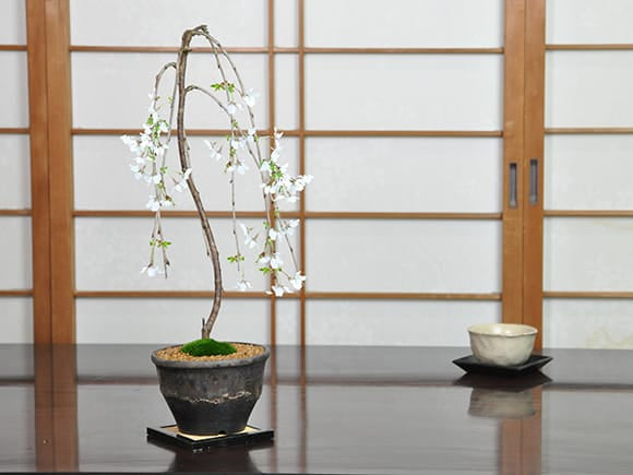 富士しだれ桜の盆栽を販売｜盆栽妙 – 盆栽妙 本店