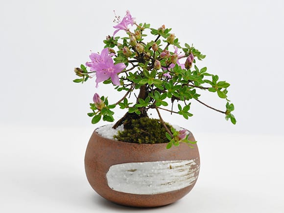 ツツジ 深山霧島の盆栽を販売｜盆栽妙 – 盆栽妙 本店
