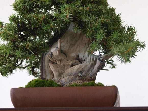 杜松 1点もの No.87の盆栽を販売｜父の日プレゼントの盆栽妙 – 盆栽妙 本店