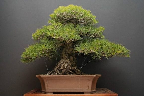 黒松 大品盆栽 樹齢70年の一点物盆栽を販売｜盆栽妙 – 盆栽妙 本店