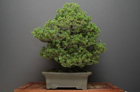 瑞祥五葉松 大品盆栽 樹齢40年の一点物盆栽を販売｜盆栽妙 – 盆栽妙 本店