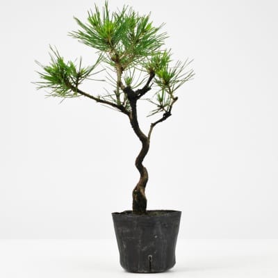 盆栽素材 黒松 曲げありを販売｜盆栽妙 – 盆栽妙 本店