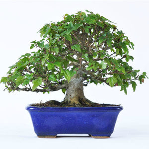 かえで（楓） – 盆栽妙 本店