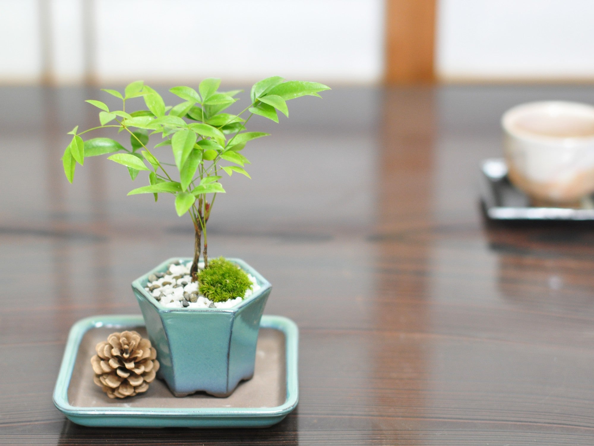 盆栽 ミニ南天寸景 六角鉢の盆栽の販売｜盆栽妙 – 盆栽妙 本店