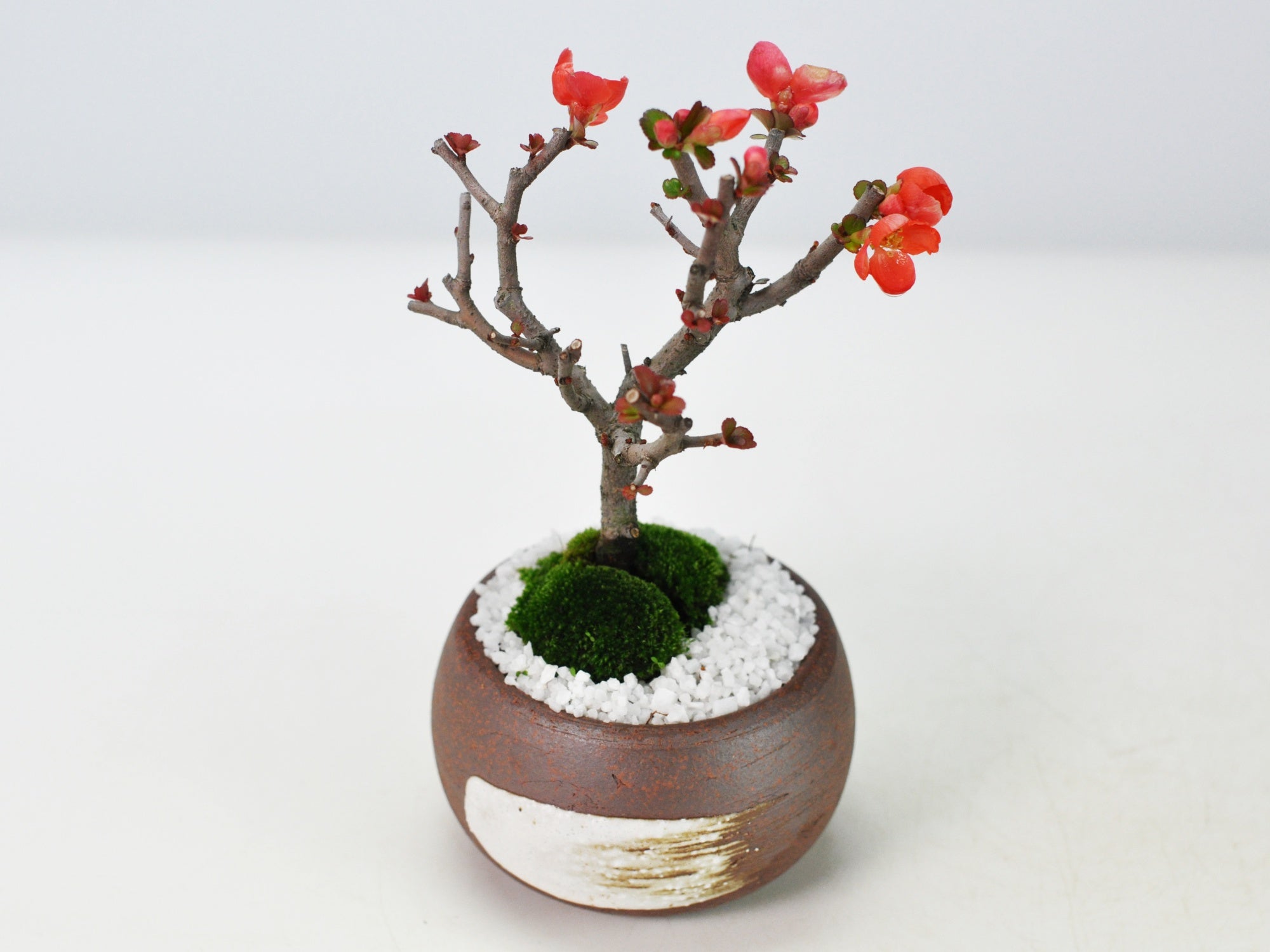 3538d01.jpg?v=1701938341&width