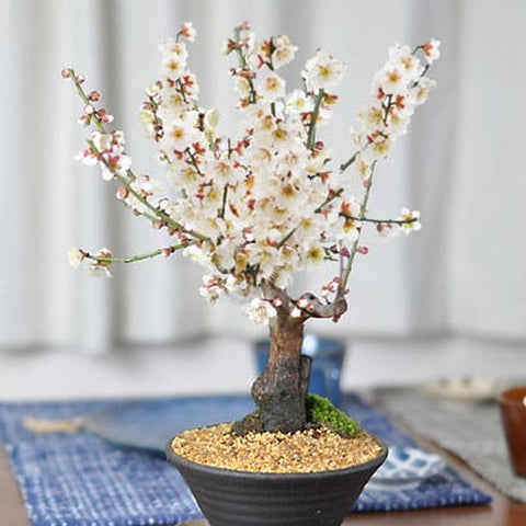 白梅 すり鉢の盆栽を販売｜はじめる専門店 盆栽妙 – 盆栽妙 本店