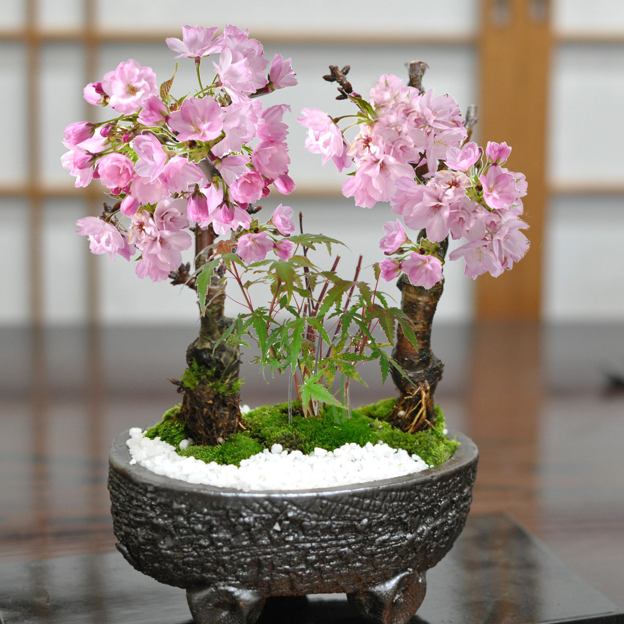 桜ともみじの寄植え 信楽焼作家鉢6号 信楽焼作家鉢の盆栽を販売｜盆栽